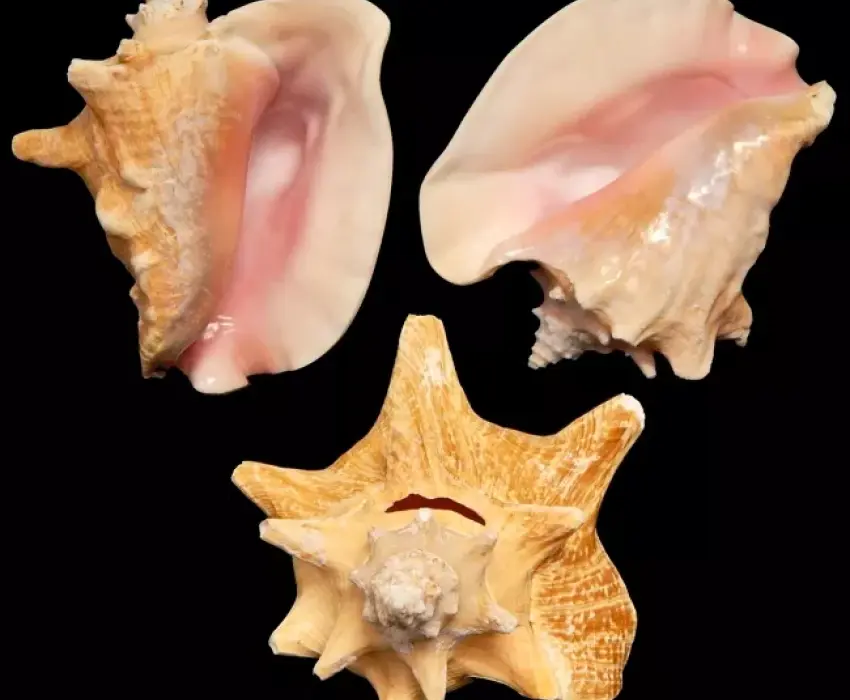 Thumbnail cover for Conch.